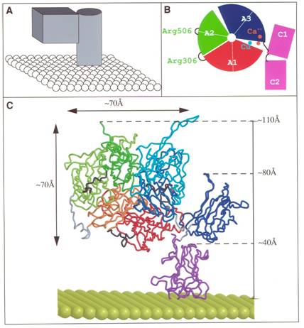 Model structure of coagulation factor Va