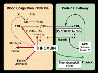 Thrombin