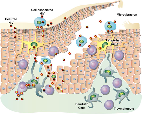 Figure 1: Model for cell-free and cell-associated HIV transmission through the genital epithelium