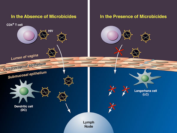 Figure 2. Model for the Antiviral Activities of Syndecan- and Lectin-Agonists and Antagonists