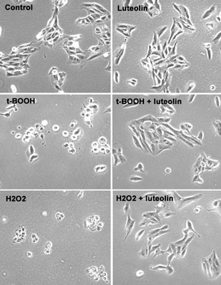 Figure showing the protective effect of luteolin