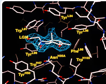 Catalytic Antibodies