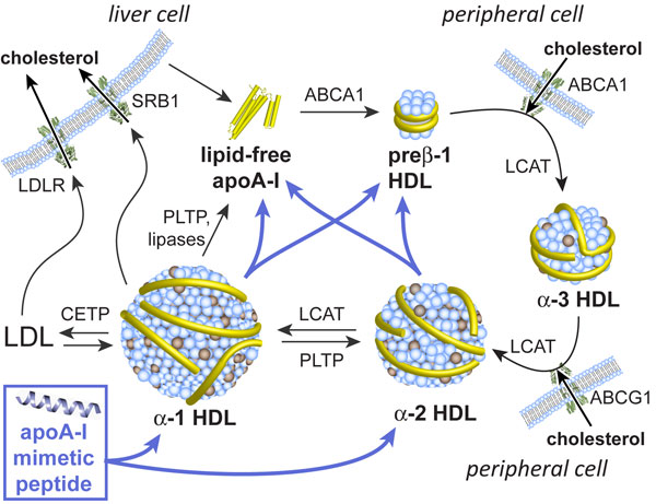 Research image for Multivalent apolipoprotein mimetics