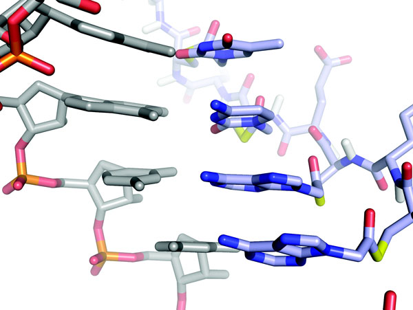 Leman Lab Research image