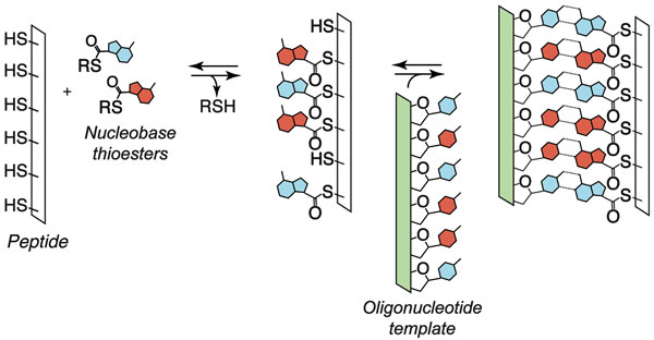 Research image for Dynamic sequence-adaptive peptide nucleic acids