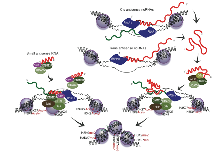 Pseudogene_Fig1