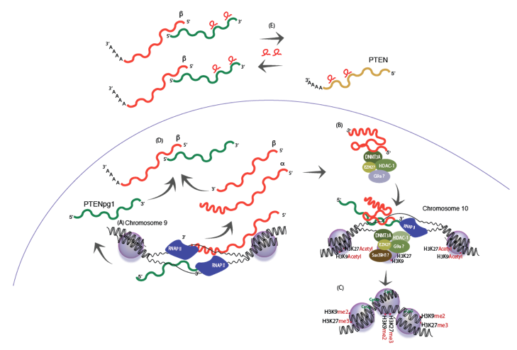 Pseudogene_Fig3
