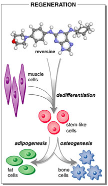 Image of regeneration diagram