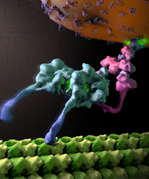 The new research provides the first picture of a molecular motor called the "dynein-dynactin complex," which is critical for cell division and cargo transport. (Image courtesy of the Lander lab, The Scripps Research Institute.)