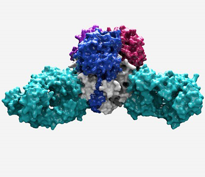 Lassa virus structure