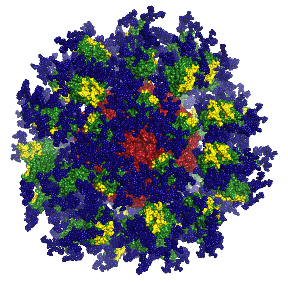 TSRI and IAVI scientists have designed a protein nanoparticle called "eOD-GT8 60mer" (above) that binds and activates B cells needed to fight HIV.