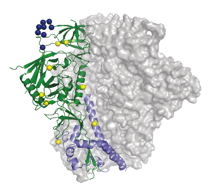 A structural analysis shows how scientists might stabilize a  key part of HIV’s outer shell—its “trimer”—to elicit antibodies in a future vaccine.