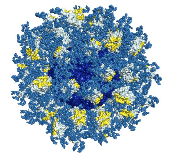 The new work shows the immune system can be prompted to mimic and accelerate a rare natural process during which antibodies slowly evolve to become better and better at targeting the constantly mutating HIV virus. Shown here is the molecule eOD-GT8 60mer, used in the team’s "reductionist strategy." 