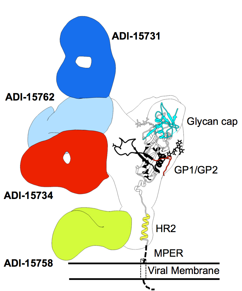 This image shows a key Ebola virus protein and vulnerable sites where antibodies (in color) can bind and neutralize it. (Image by Hannah Turner and Daniel Murin, courtesy of The Scripps Research Institute.)