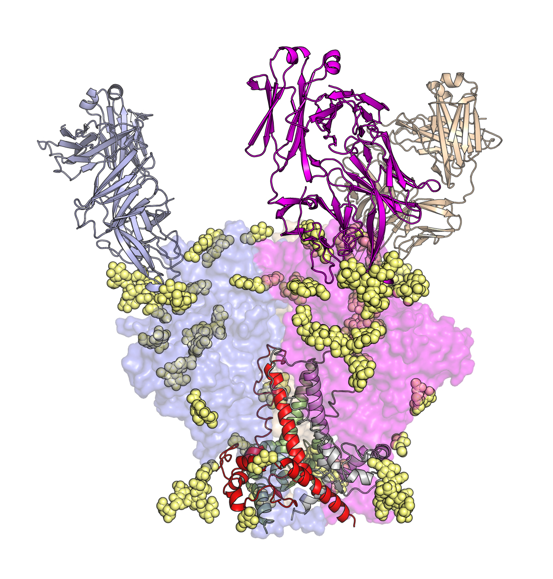 Scientists from The Scripps Research Institute tracked how a family of HIV-fighting antibodies develops over time. Shown here is an early precursor antibody of the highly potent PGT121 family in complex with part of the virus.