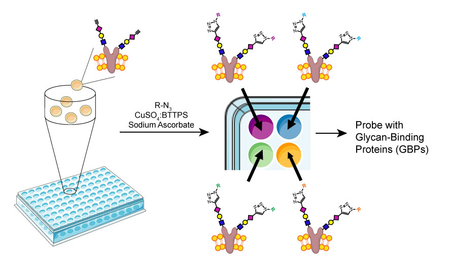 Wu shows how a glycan array is assembled