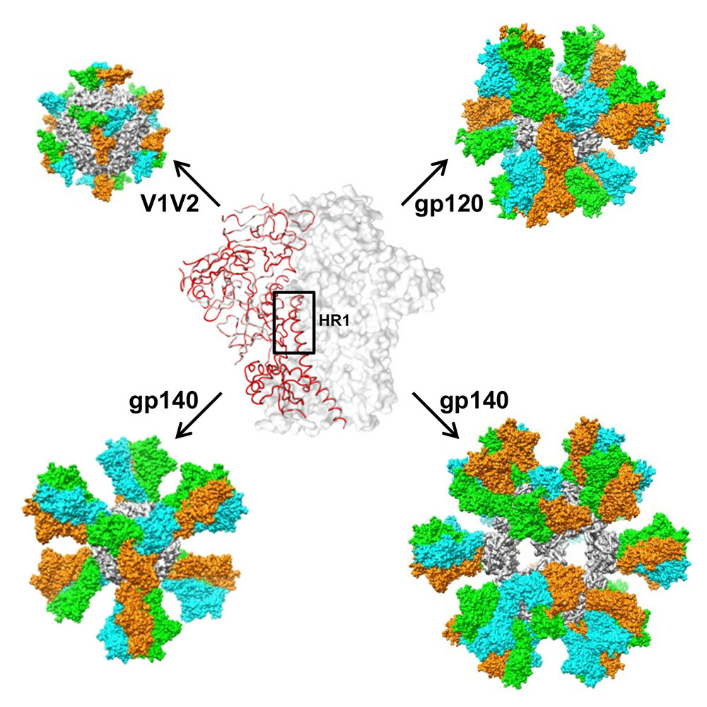 In a feat of bioengineering, the team designed nanoparticles that could mimic HIV.