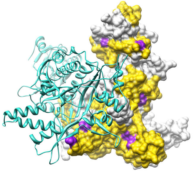 wilson lab