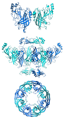 ebola vp40