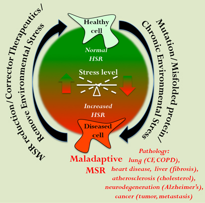 Heat shock response diagram - Balch research