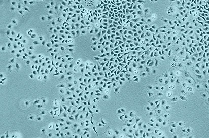 rhinovirus cells