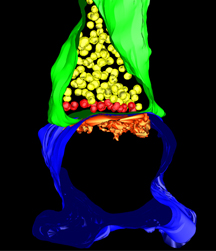 synapse 3d