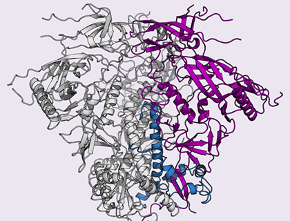 image of Clade C structure