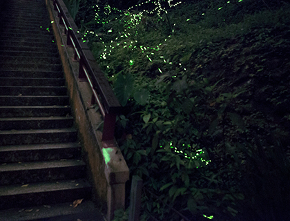 photo of fireflies illuminating