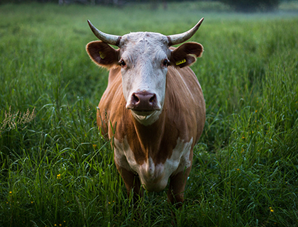 photo of cow