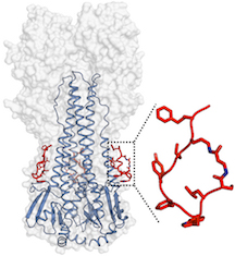 peptide