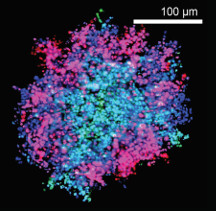 oncogene2