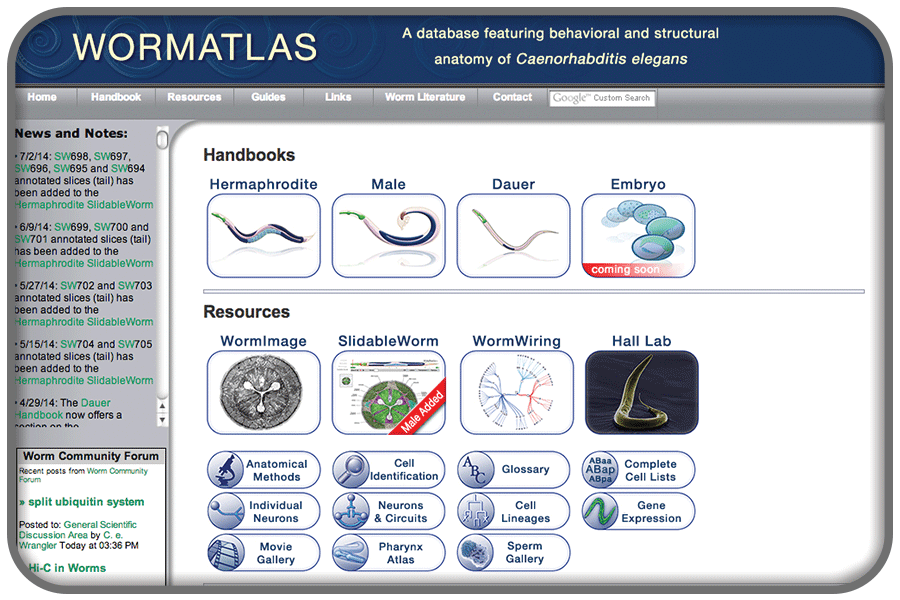 wormatlas