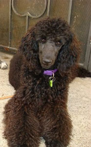 Photo of brown poodle, named Merce