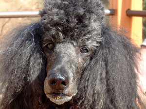 Photo of grey poodle, named Mercy