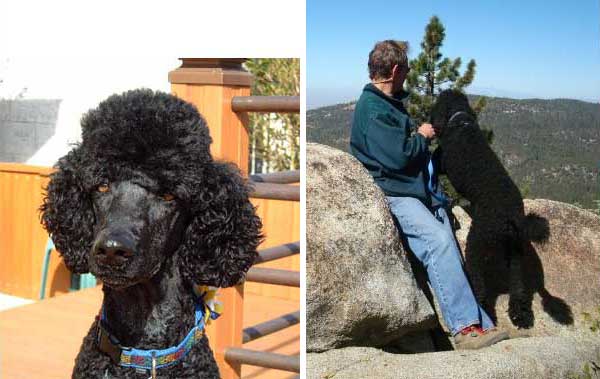 Photo of black poodle named Strider