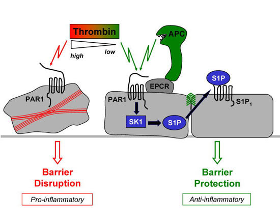 Research image