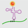 nucleoside