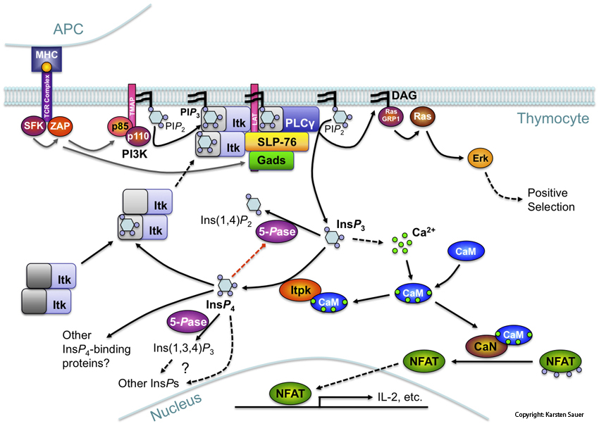 Sauer Lab home page image