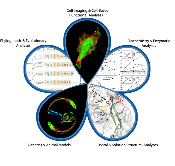 The Scripps Laboratories for the tRNA Synthetase Research