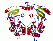 ADP.gif (8052 bytes)