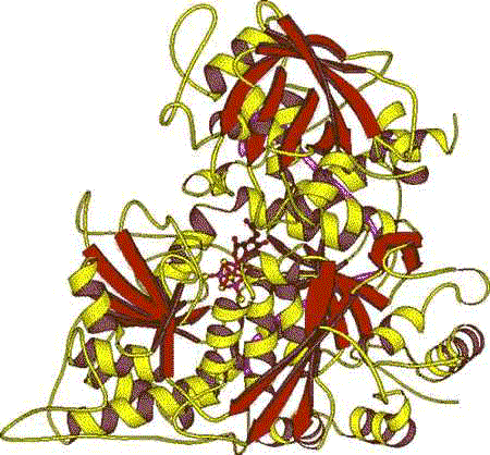 Aconitase