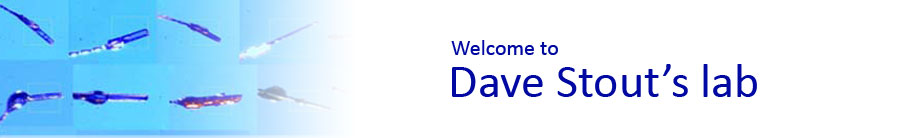 Welcome to Dave Stout's lab