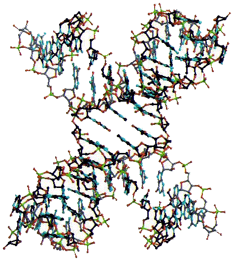 DNA Enzyme
