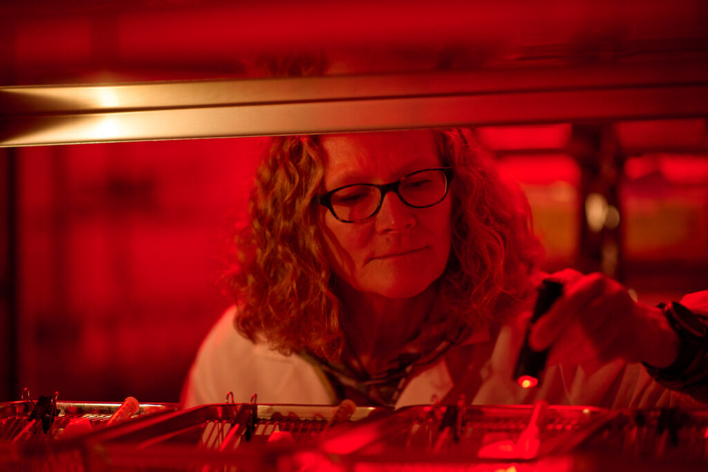 Scripps Research animal models core scientist working under red light conditions in a specialized animal care facility.