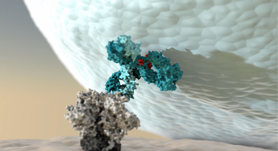 3D molecular rendering of a teal antibody binding to a grey antigen protein surface, representing antibody and recombinant protein research.