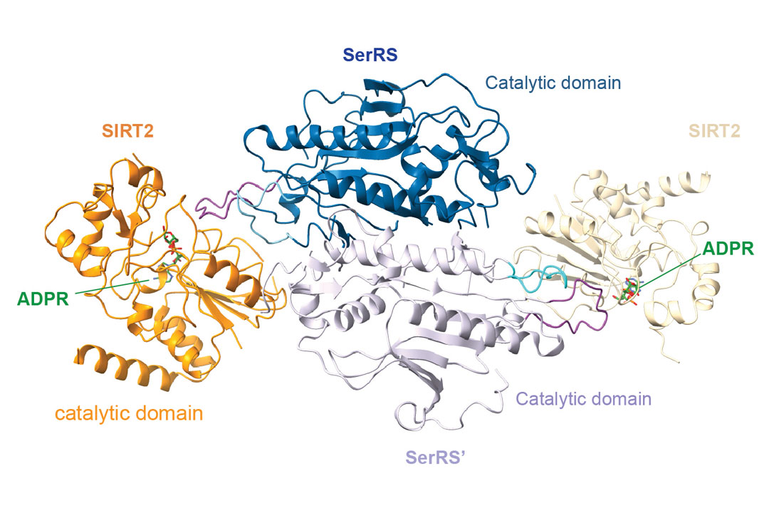 Cryo-EM structure reveals an ADPR-bridged interaction between SerRS and SIRT2 that inhibits both enzymes. Credit: Scripps Research