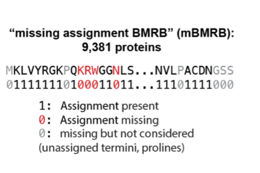In the Biological Magnetic Resonance Data Bank (BMRB), more than 10,000 proteins have backbone assignments with some assignments missing—meaning there was no experimental data for certain parts of the proteins. Kern’s team had the novel idea to use these “missing” datapoints (red) to train and develop Dyna-1