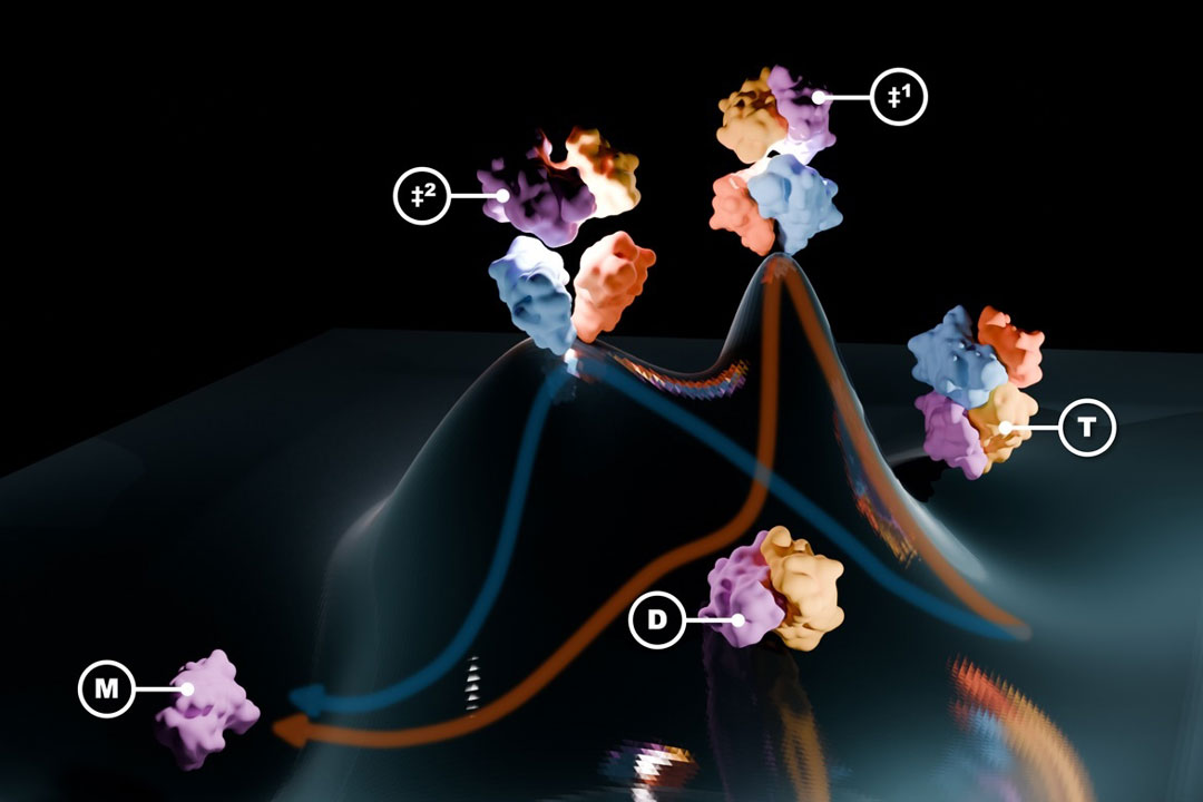 Photograph accompanying Scripps finds transthyretin can unfold by a second route that skips the dimer step