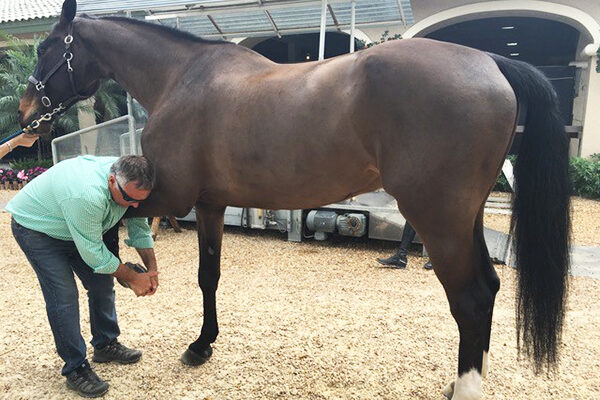 Next-generation arthritis treatments could benefit both horses and humans
