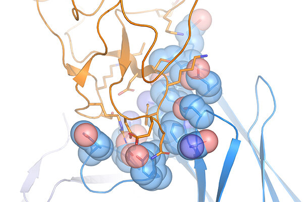Two-pronged antibodies draw immune killers directly to cancer cells